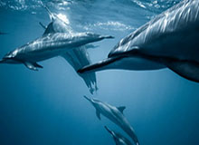 QQ体育直播-乐鱼VIP：开启专属智慧生活的新纪元